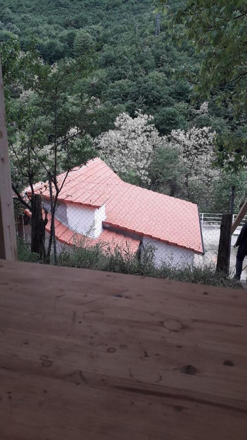 Andrei Villa Sasca Montană Exterior photo